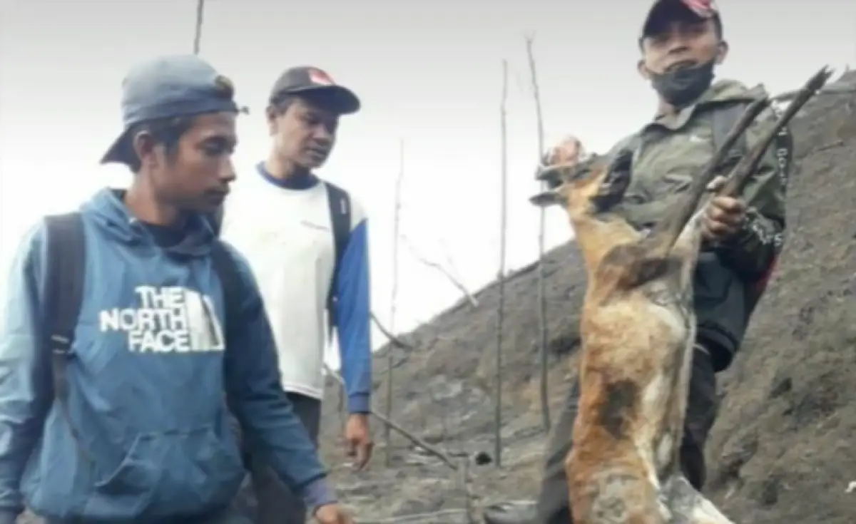 Kebakaran di Gunung Merbabu pada 27 Oktober 2023 berimbas pada matinya satwa gunung seperti kijang dan monyet ekor panjang, serta pipa saluran air yang hangus terbakar. (Sumber : Instagram @ardian_kurniawan_santoso)