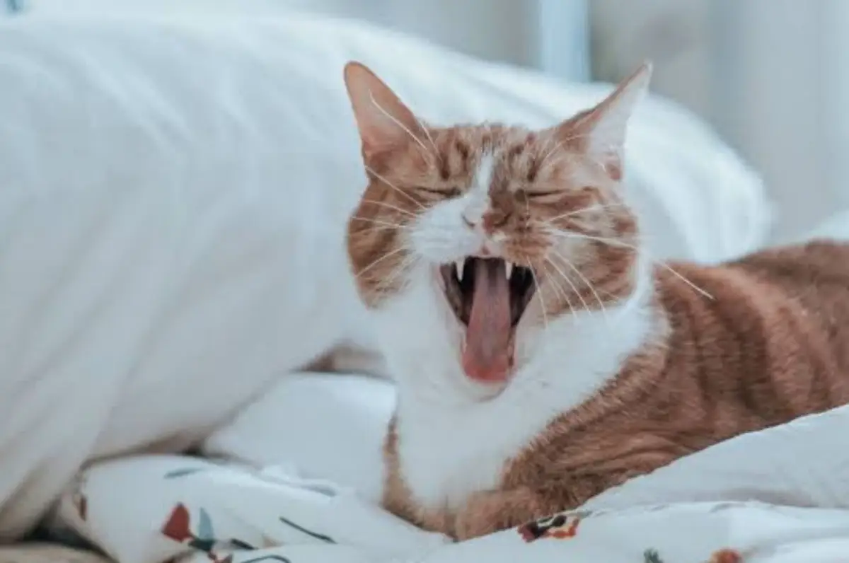 5 Rekomendasi hotel ramah hewan peliharaan (Sumber : Tiket.com)