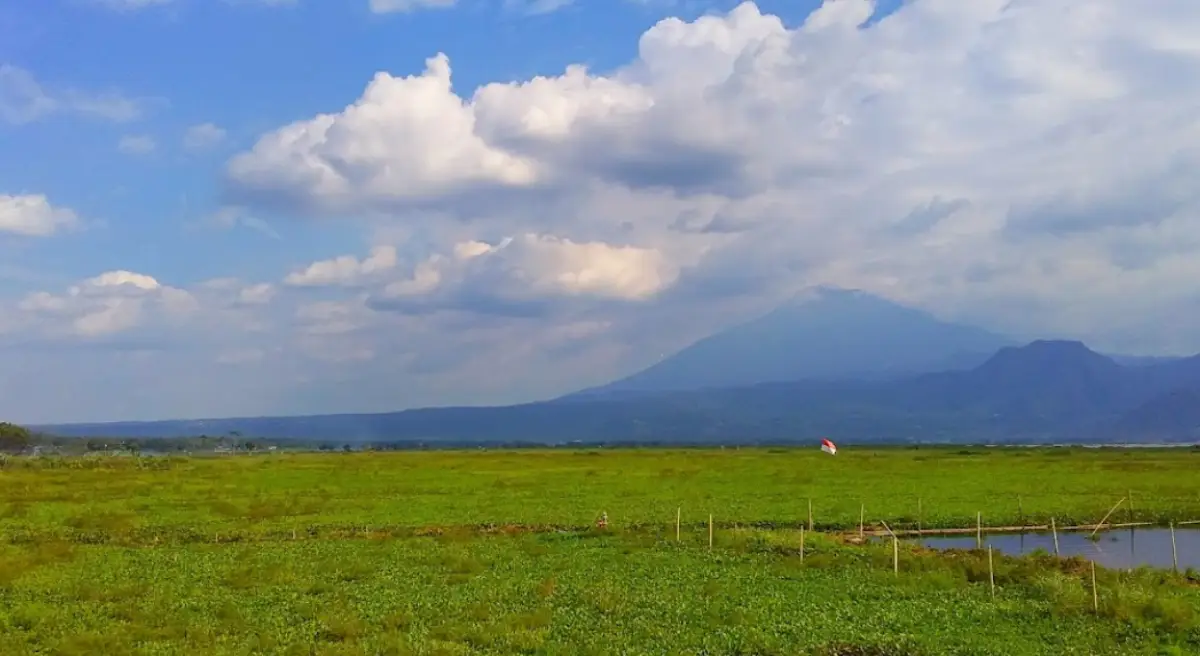 Sempat viral di media sosial sabana Rawa Pening yang menjadi destinasi baru warga Semarang, namun yang mulanya kering kini sudah berair menjadi rawa lagi. (Sumber : Google ARSY Chanel)