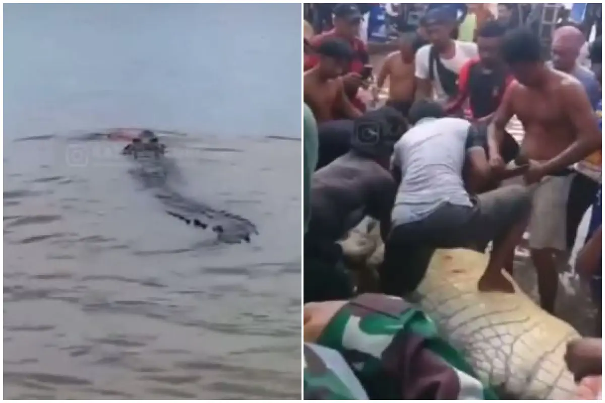 Bocah 10 Tahun Diterkam dan Diseret Buaya di Sungai, Warga Tangkap Buaya dan Belah Perutnya Untuk Temukan Jasad Korban Namun Nihil (Sumber : x.com/@KontenBerfaedah)