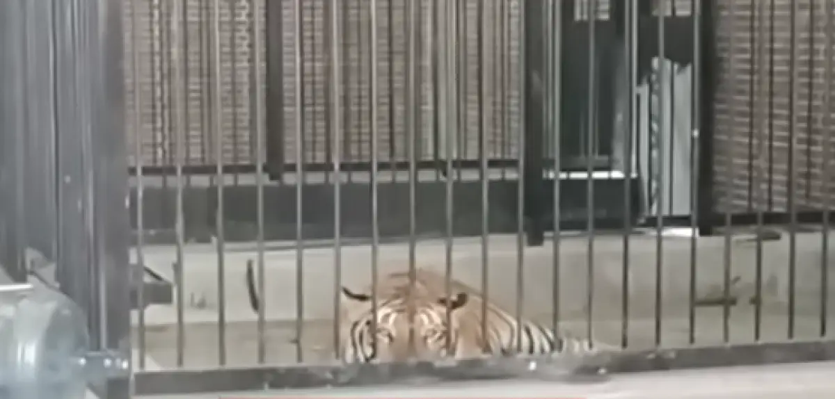 Resmi Tersangka! Majikan yang ARTnya Tewas Diterkam Harimau Terjerat Kasus Penyelundupan Satwa Liar (Sumber : YouTube/TVOne News)