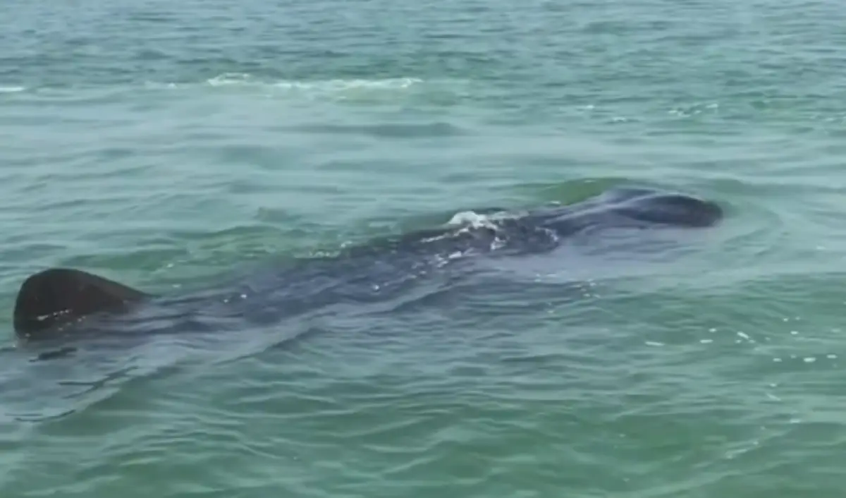 Seorang pengendara jet ski kagum saat bisa melihat langsung penampakan whale shark atau hiu paus di perairan Semarang, Senin 18 Desember 2023. (Sumber : Instagram @jetskisafari.semarang - InfoSemarang.com)