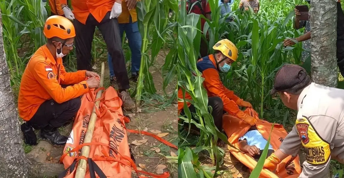 Seorang pria paruh baya nekat di Karangawen Demak nekat mengakhiri hidupnya dengan cara gantung diri di pohon yang ada di tengah alas jagung, Senin 18 Desember 2023. (Sumber : Instagram @smg_repostt - InfoSemarang.com)