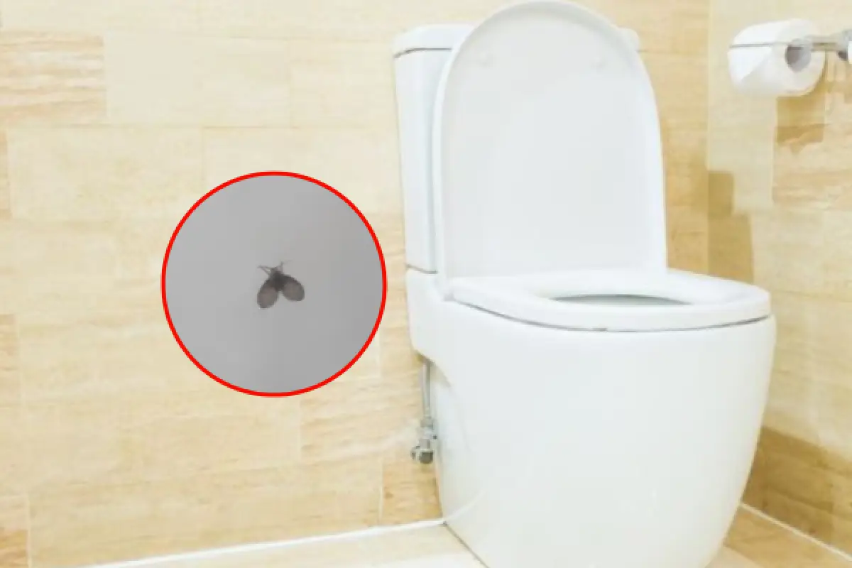 Ilustrasi | Cara Ampuh Membasmi Serangga Lalat Limbah atau Rametuk Di Kamar Mandi (Sumber : Freepik/lifeforstock)