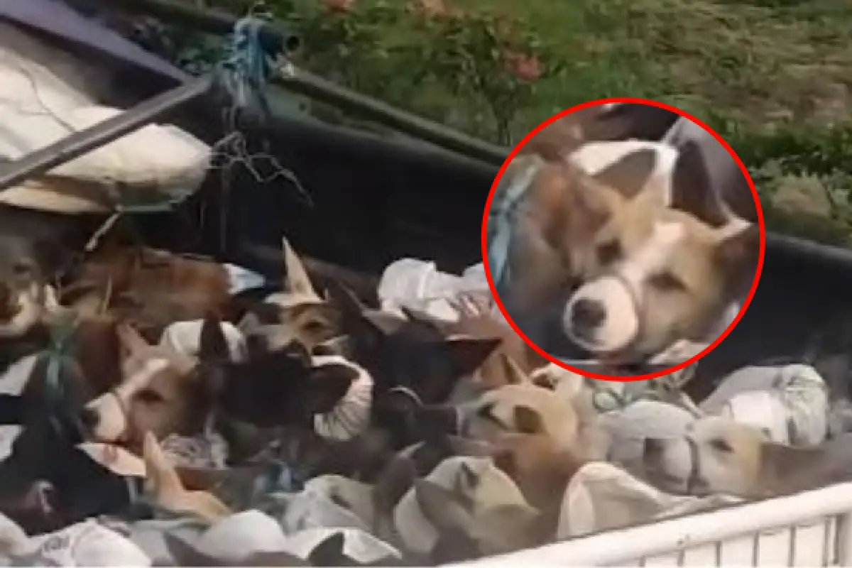 Viral Video Truk Angkut Puluhan Anjing Lewat Tol, Diduga Akan Dibawa ke Rumah Jagal Jelang Nataru (Sumber : instagram.com/informasiseputarsemarang)