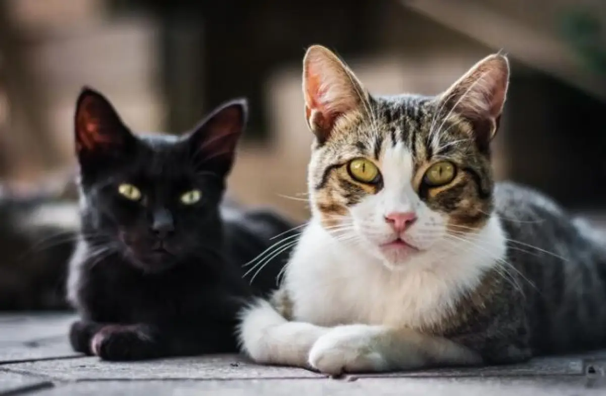 Sebuah Restoran Bunuh 300 Kucing Per Bulan Untuk Buat Sup Spesial, Publik Sebut Manusia Sebagai Predator Paling Berbahaya (Sumber : Freepik/wirestock)