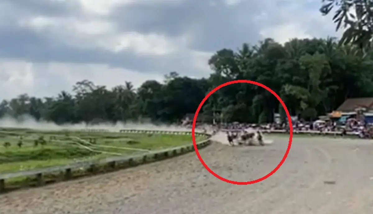 Kronologi insiden balap kuda yang berujung 4 ekor kuda jatuh pada putaran ke-21 di gelaran Jateng Derby 2024, Sirkuit Tegalwaton, Tengaran, Kabupaten Semarang, Minggu 14 Januari 2024. (Sumber : Instagram @infokejadianungaran - InfoSemarang.com)