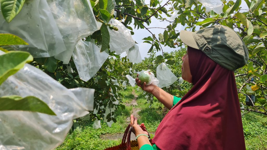 Wisata jambu (Sumber: | Foto: Jatengprov)