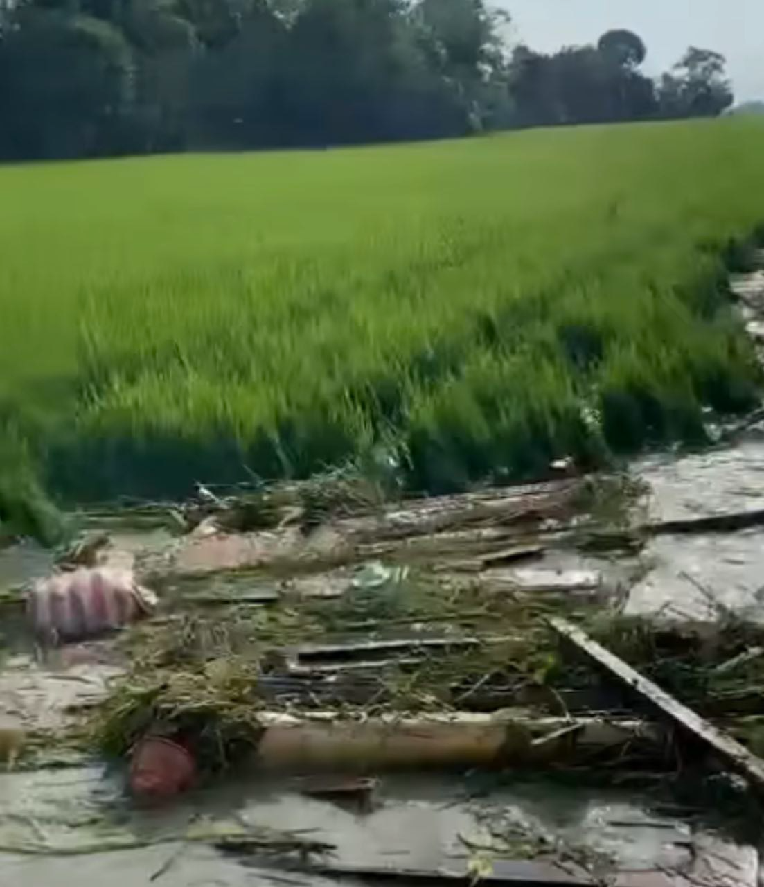 Hektaran Sawah di Pilangwetan terancam gagal paneh akibat tersapu banjir Sungai Tuntang (Sumber: instagram @demakhariini | Foto: Infosemarang.com )