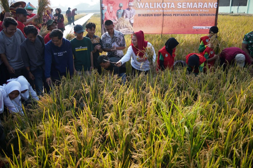 Panen padi organik varietas Inpari di Balai Benih Pertanian Mijen, Kota Semarang.
(Sumber: | Foto: sakti)
