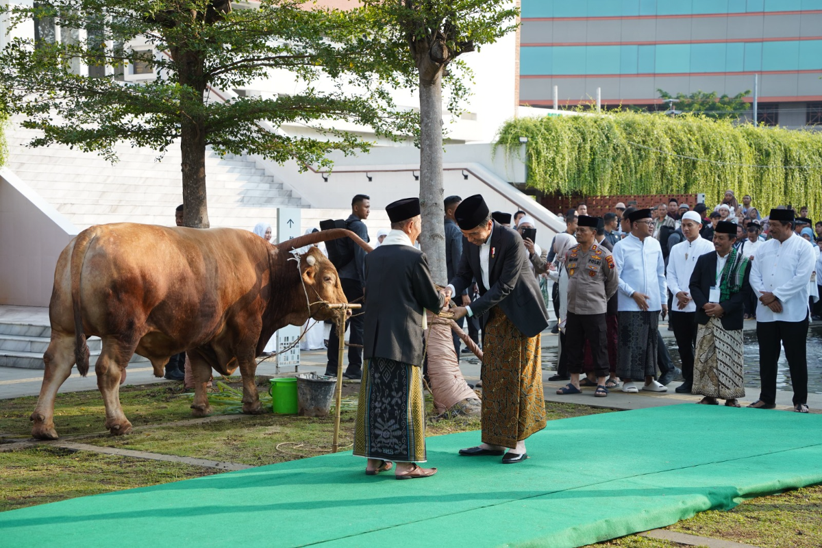 Penyerahan sapi kurban dari Presiden Jokowi kepada Ketua MUI Jawa Tengah, Ahmad Darodji. (Sumber:  | Foto: dok Humas Pemkot Semarang.)
