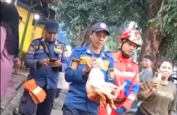 Kucing oren diamankan Damkar setelah serang dan lukai 3 warga Pakansari, Cibinong, Bogor. (Sumber: @bogorsiaga112 - InfoSemarang.com)
