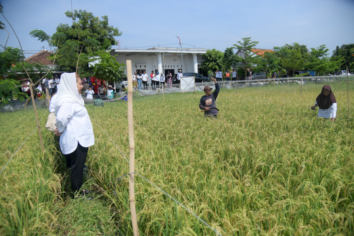 Lahan pertanian di kawasan pesisir,  Mangunharjo, Kota Semarang. (Sumber:  | Foto: Sakti)