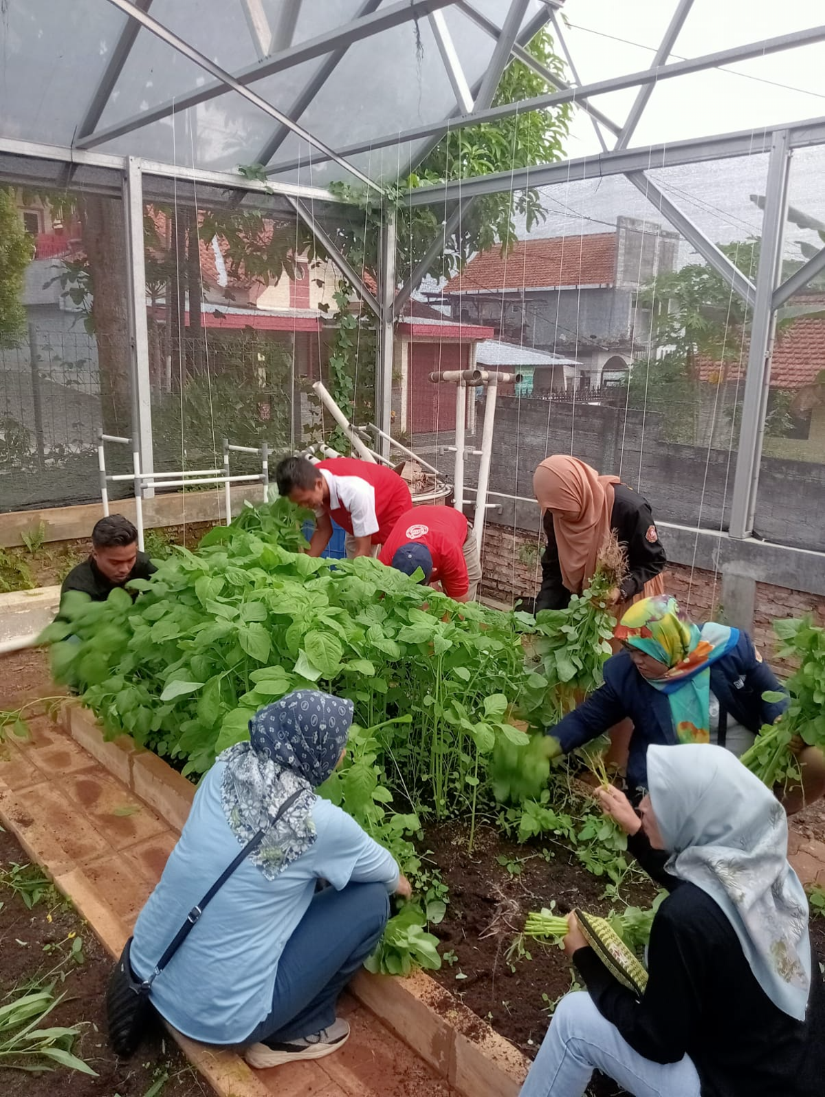 Urban Farming di Semarang. (Sumber:  | Foto: sakti)