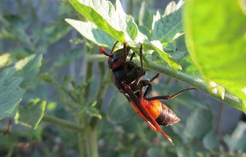 Tawon Vespa Affinis yang sengatnya mematikan. (Sumber: Wikipedia - InfoSemarang.com)
