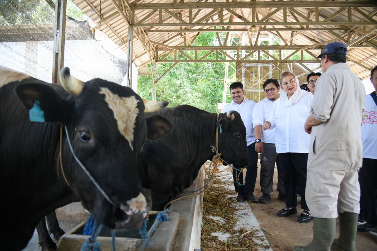 Wali Kota Semarang Hevearita Gunaryanti Rahayu mengunjungi peternakan terpadu Jatirejo Farm. (Sumber: | Foto: Sakti)