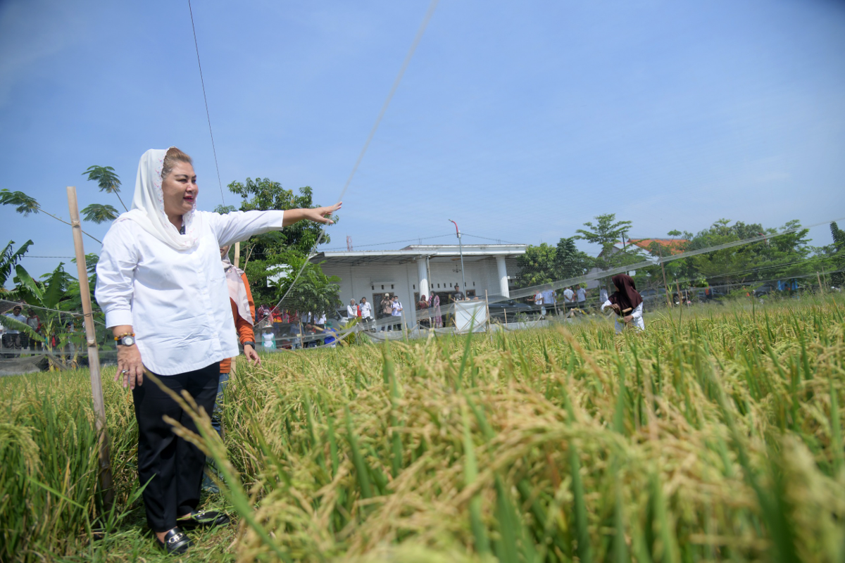 Wali kota Semarang, Hevearita Gunaryanti Rahayu meninjau perkembangan padi varietas biosalin. (Sumber:  | Foto: Sakti)