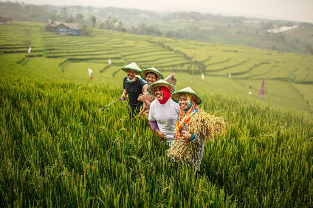 Petani penerima pupuk bersubdisi. (Sumber:  | Foto: sakti)