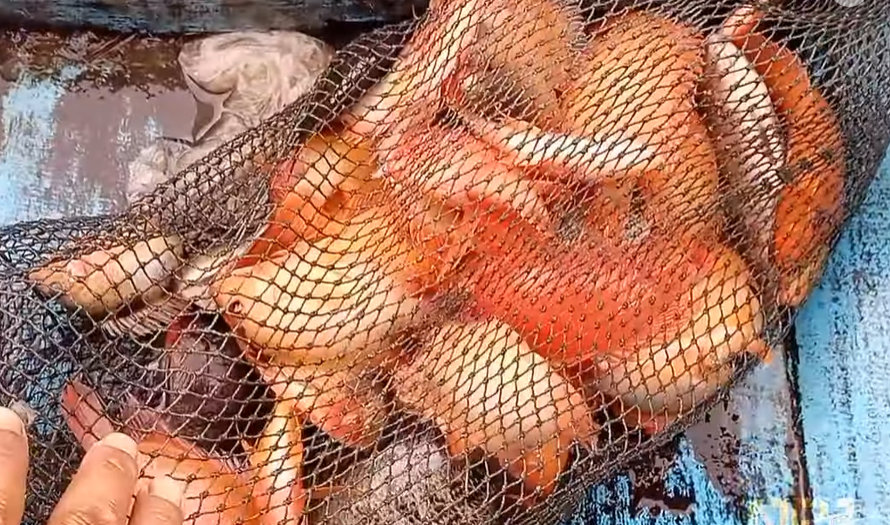 Fenomena munculnya ikan Red Devil di Rawa Pening, nelayan resah ikan endemik lenyap. (Sumber: Nuno Fishing Hunter - InfoSemarang.com)