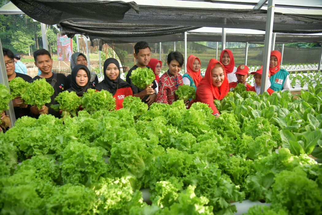 Panen sayur dan panen ikan di Sandi Buana Farm, Mangunsari, Gunungpati. (Sumber:  | Foto: Sakti Setiawan)