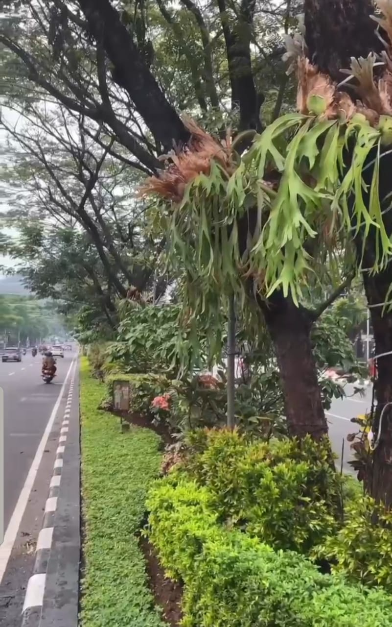 Pemkot Semarang mempercantik taman dan Jalan Pahlawan dengan adanya tanaman Tanduk Rusa. (Sumber:  | Foto: Sakti)