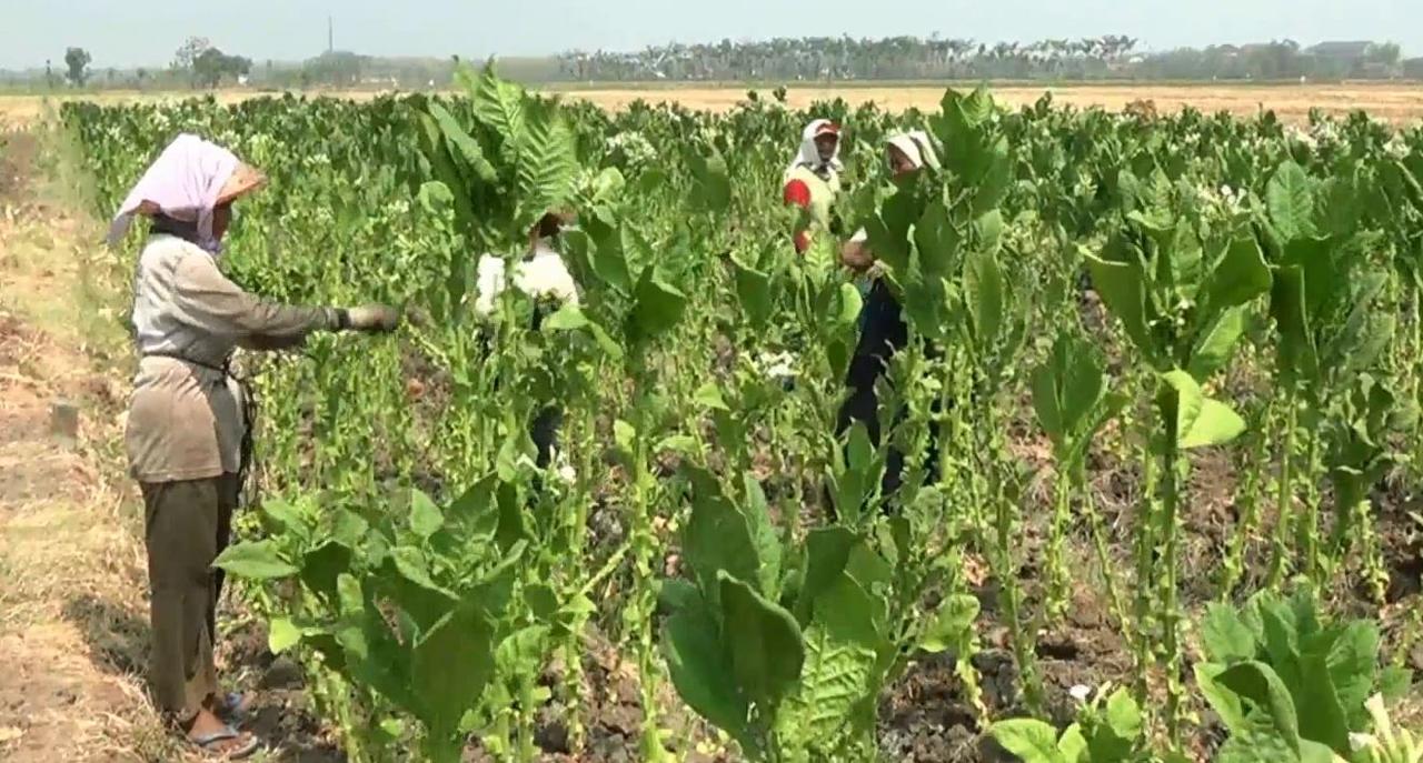 Petani Tembakau. (Sumber:  | Foto: dok.)